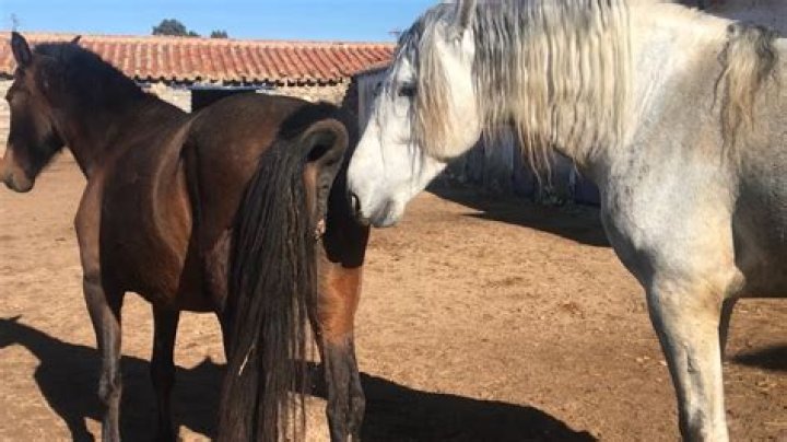 Discovering Horse Mating Naturally: A Look at Equine Instincts