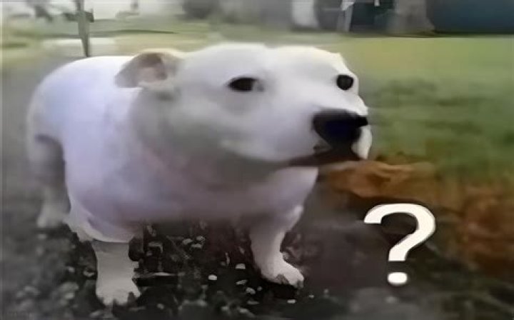 Sus Dog Meme: Unpacking the Internet's Favorite Suspicious Canines
