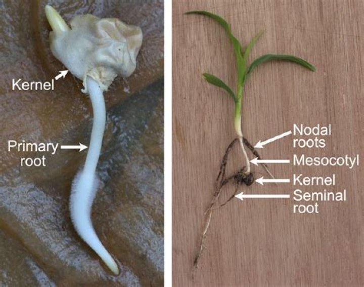 Unraveling the Mystery: Is There a **Korn Kernal Real Name**?